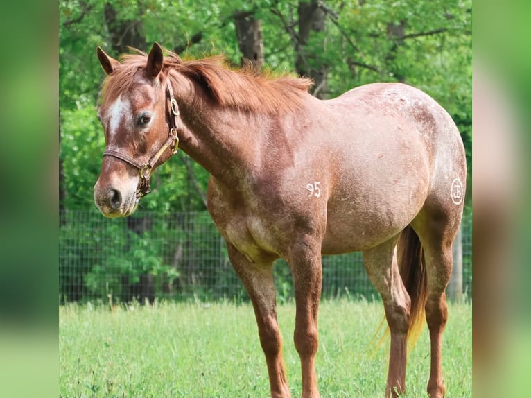 Pony of the Americas Stute 12 Jahre 132 cm Dunkelfuchs in Howell