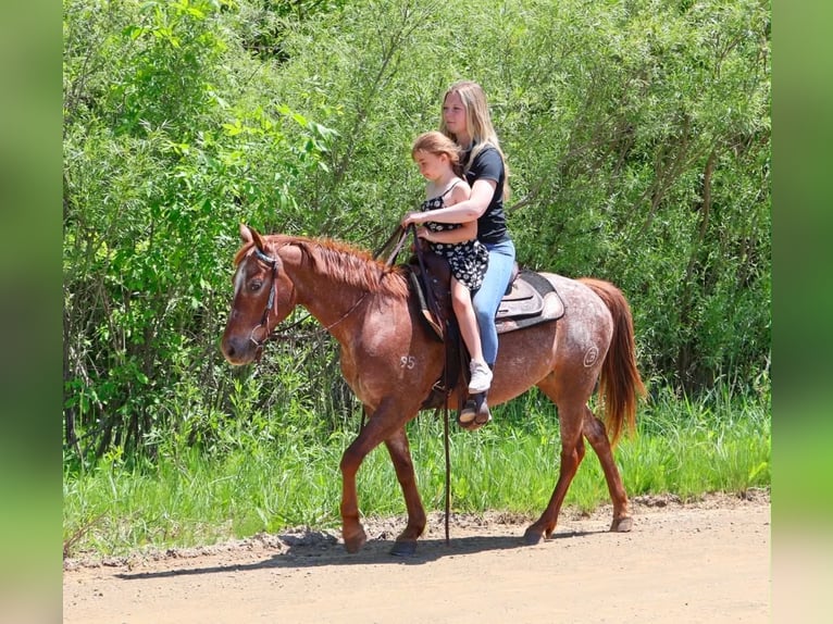 Pony of the Americas Stute 12 Jahre 132 cm Dunkelfuchs in Howell