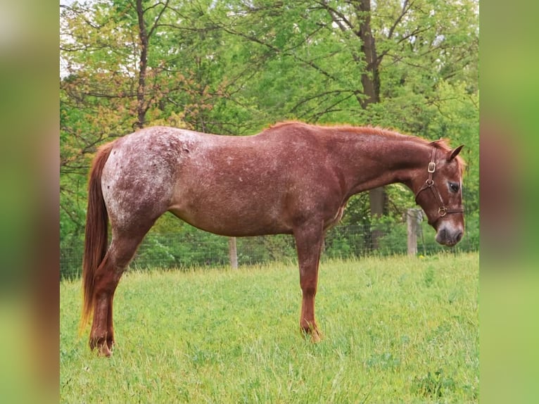 Pony of the Americas Stute 12 Jahre 132 cm Dunkelfuchs in Howell