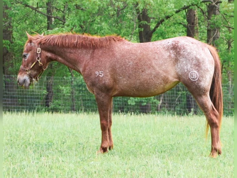 Pony of the Americas Stute 12 Jahre 132 cm Dunkelfuchs in Howell