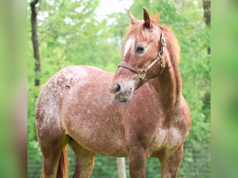 Pony of the Americas Stute 12 Jahre 132 cm Dunkelfuchs in Howell