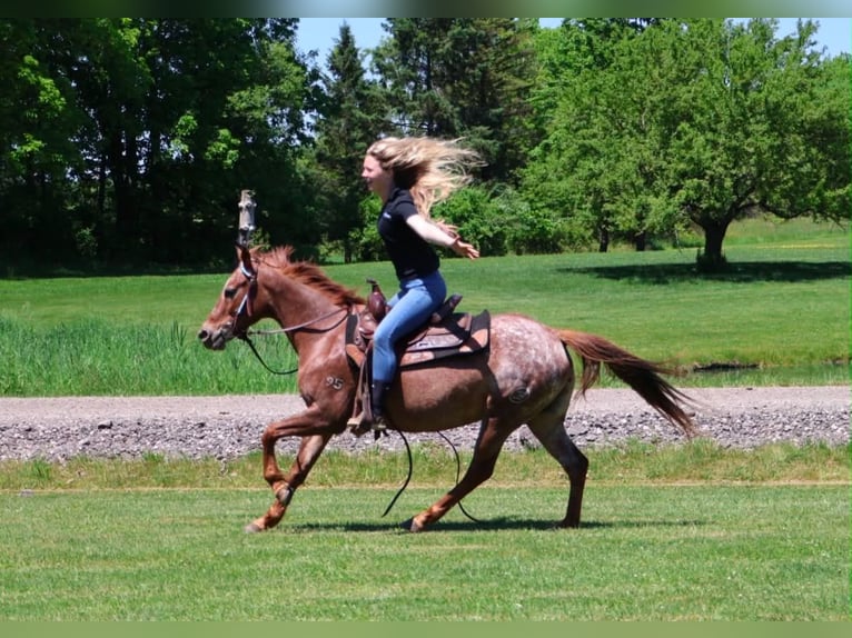 Pony of the Americas Stute 12 Jahre 132 cm Dunkelfuchs in Howell