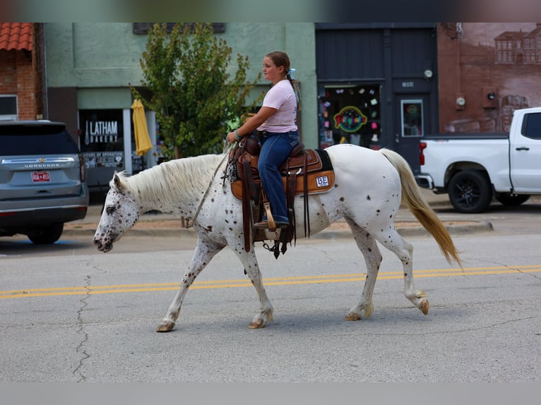 Pony of the Americas Stute 14 Jahre  in Terrell