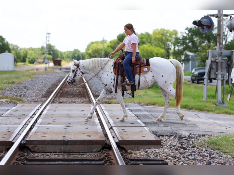 Pony of the Americas Stute 14 Jahre  in Terrell