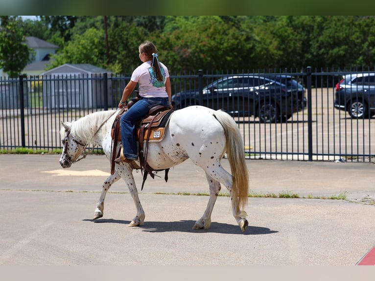 Pony of the Americas Stute 14 Jahre  in Terrell