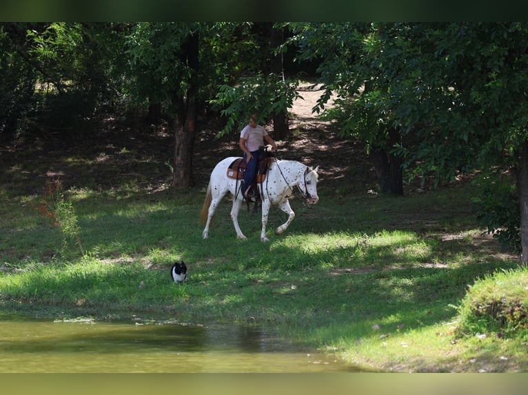 Pony of the Americas Stute 14 Jahre  in Terrell
