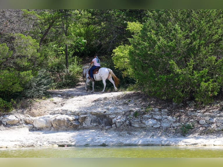 Pony of the Americas Stute 14 Jahre  in Terrell