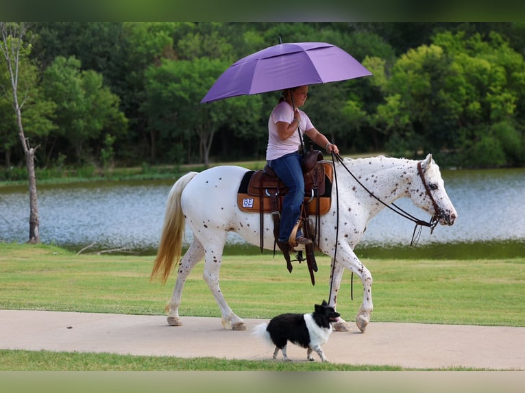 Pony of the Americas Stute 14 Jahre  in Terrell