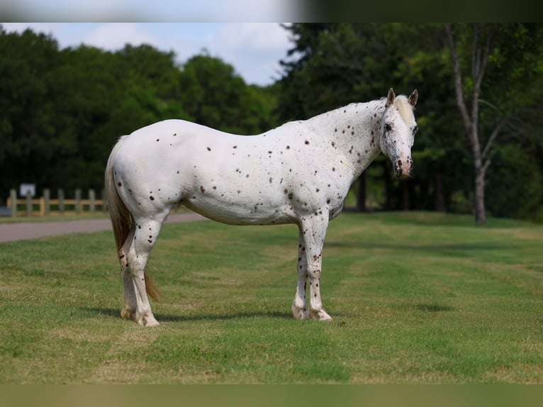 Pony of the Americas Stute 14 Jahre  in Terrell
