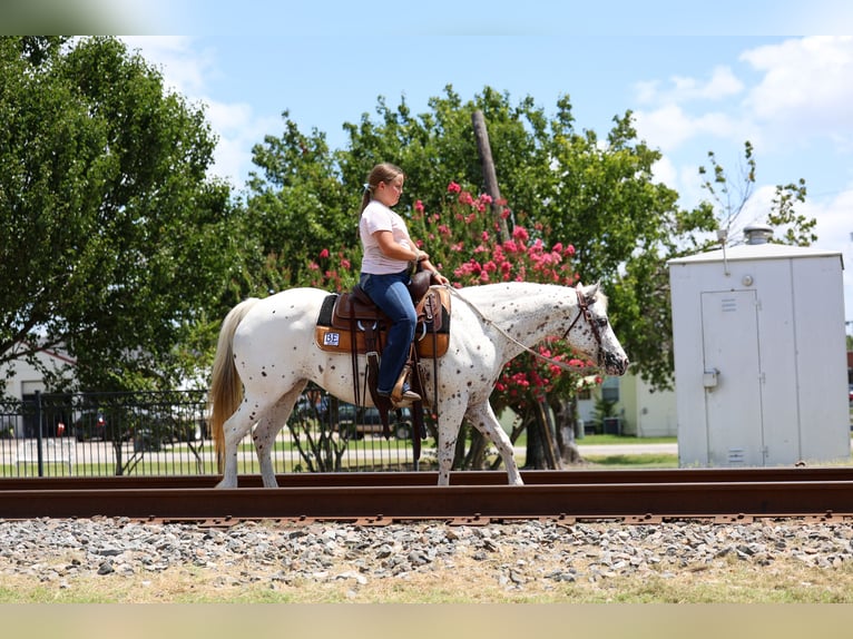 Pony of the Americas Stute 14 Jahre  in Terrell