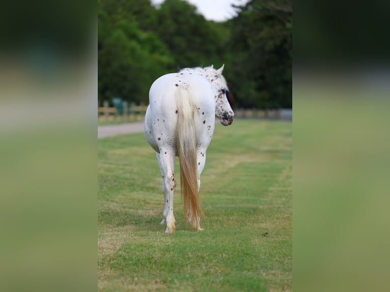 Pony of the Americas Stute 14 Jahre  in Terrell