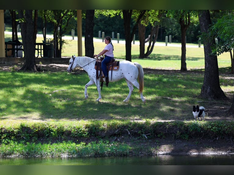 Pony of the Americas Stute 14 Jahre  in Terrell