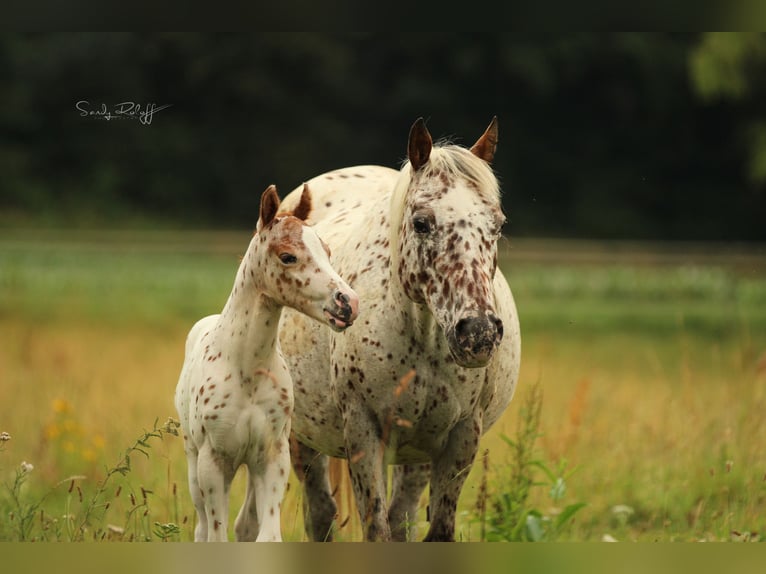 Pony of the Americas Stute 20 Jahre 135 cm Tigerschecke in Waldshut-Tiengen