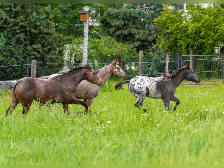 Pony of the Americas Stute 2 Jahre 140 cm Rappe in Quitzdorf am See