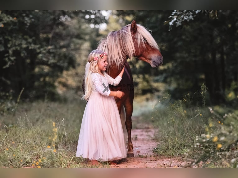 Pony of the Americas Stute 3 Jahre 109 cm Rotbrauner in Macomb, OK