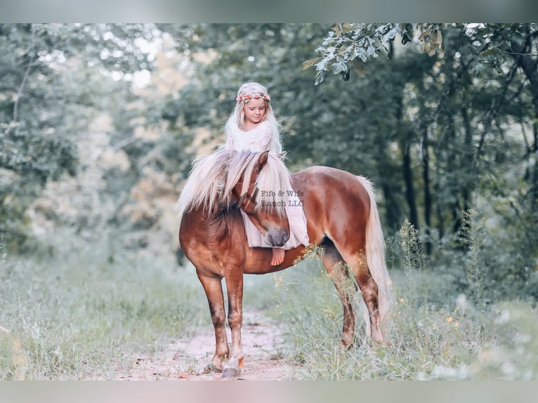 Pony of the Americas Stute 3 Jahre 109 cm Rotbrauner in Macomb, OK