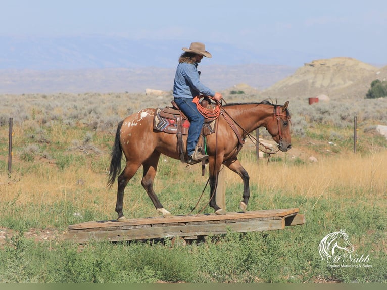 Pony of the Americas Stute 3 Jahre 145 cm Falbe in Cody WY