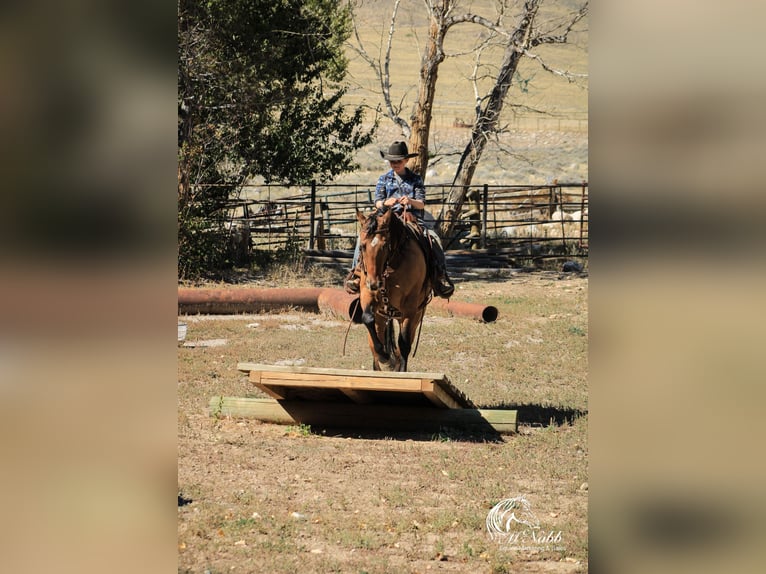 Pony of the Americas Stute 3 Jahre 145 cm Falbe in Cody WY