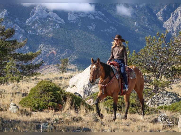 Pony of the Americas Stute 3 Jahre 145 cm Falbe in Cody WY