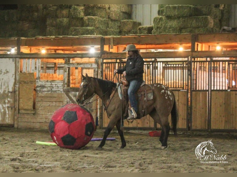 Pony of the Americas Stute 3 Jahre 145 cm Falbe in Cody WY