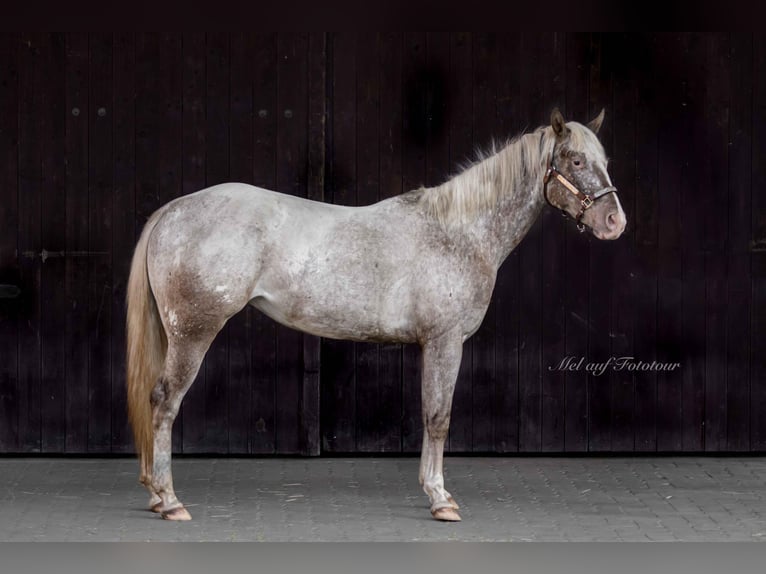 Pony of the Americas Stute 4 Jahre 142 cm Tigerschecke in Holle