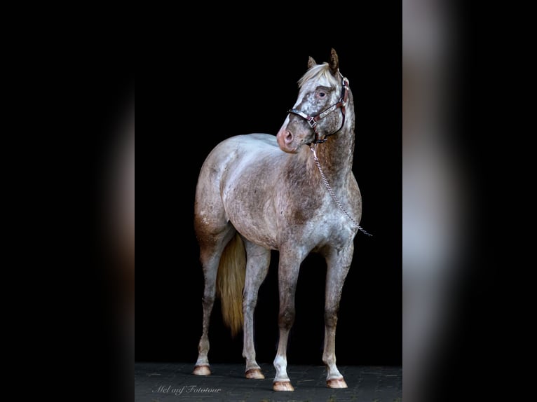Pony of the Americas Stute 4 Jahre 142 cm Tigerschecke in Holle