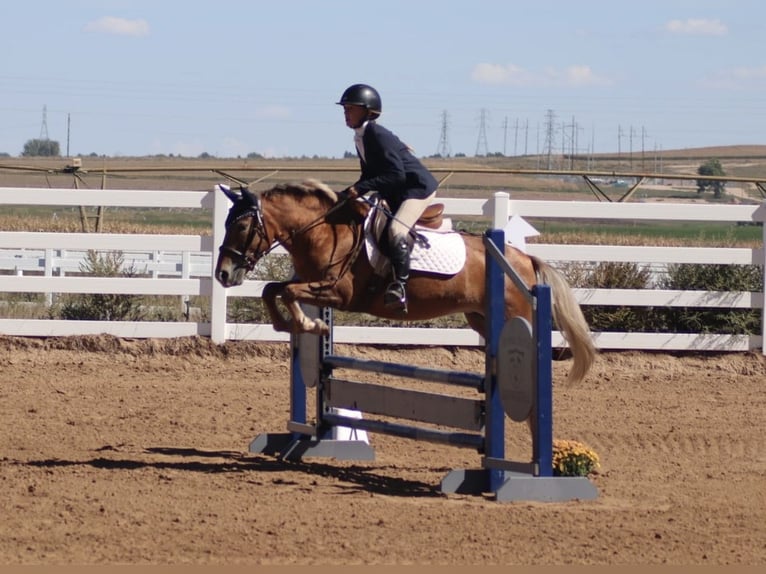 Pony of the Americas Stute 5 Jahre 137 cm Dunkelfuchs in Wellington, co