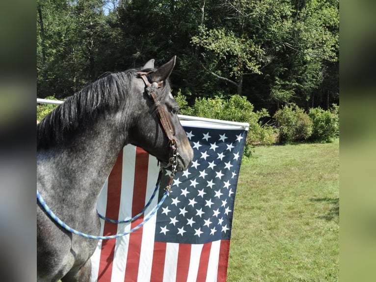 Pony of the Americas Stute 5 Jahre 140 cm Rappe in Granville, MA