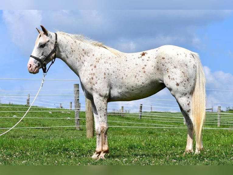 Pony of the Americas Stute 5 Jahre 140 cm in Rebersburg, PA