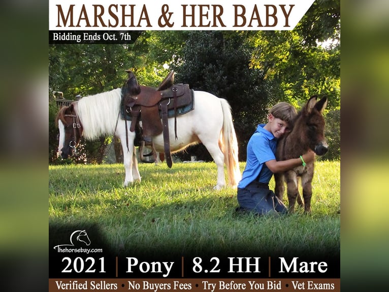 Pony of the Americas Stute 5 Jahre 86 cm Tobiano-alle-Farben in Munfordville, KY