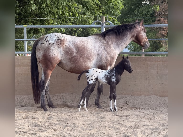 Pony of the Americas Stute 6 Jahre 140 cm Tigerschecke in Waldshut-Tiengen