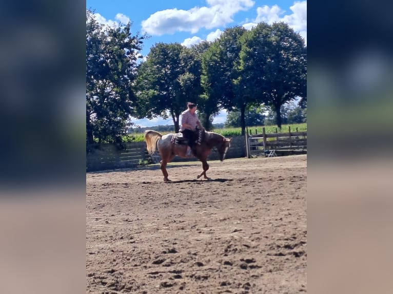 Pony of the Americas Stute 6 Jahre 147 cm  in Straelen