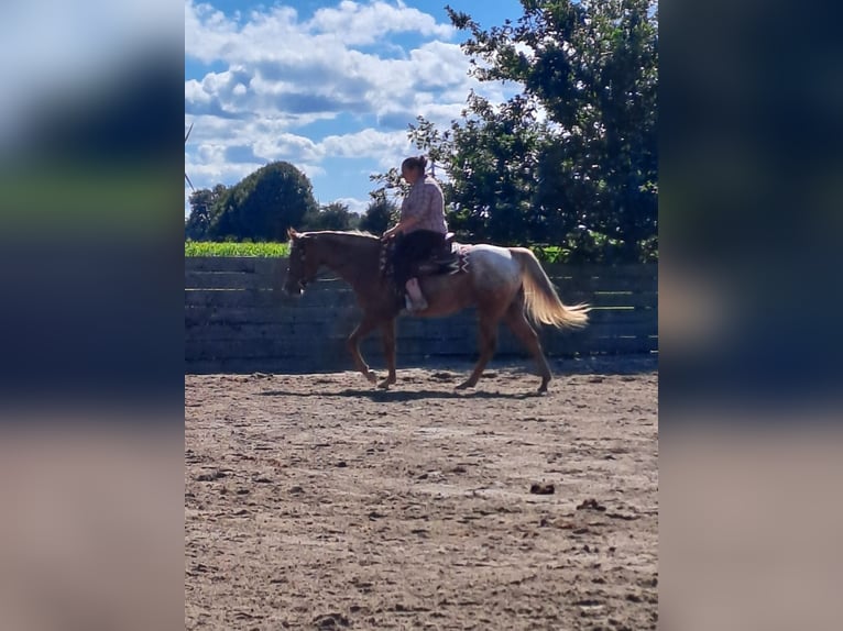 Pony of the Americas Stute 6 Jahre 147 cm  in Straelen