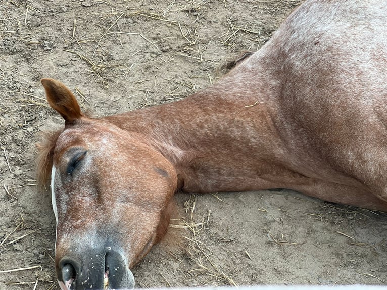 Pony of the Americas Stute 6 Jahre 147 cm  in Straelen