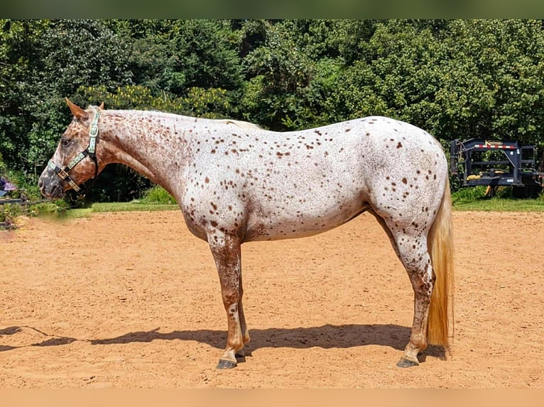 Pony of the Americas Stute 6 Jahre Dunkelfuchs in Pittsboro