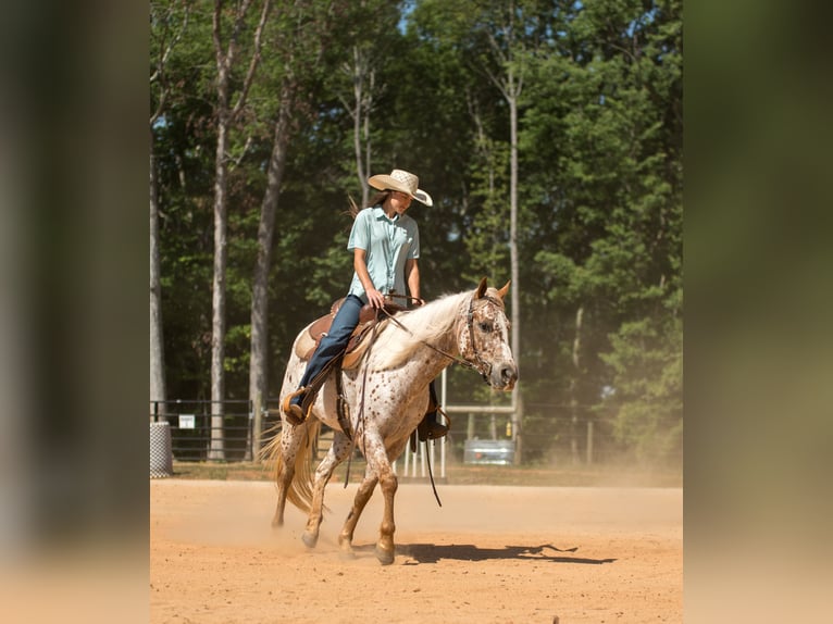 Pony of the Americas Stute 6 Jahre Dunkelfuchs in Pittsboro