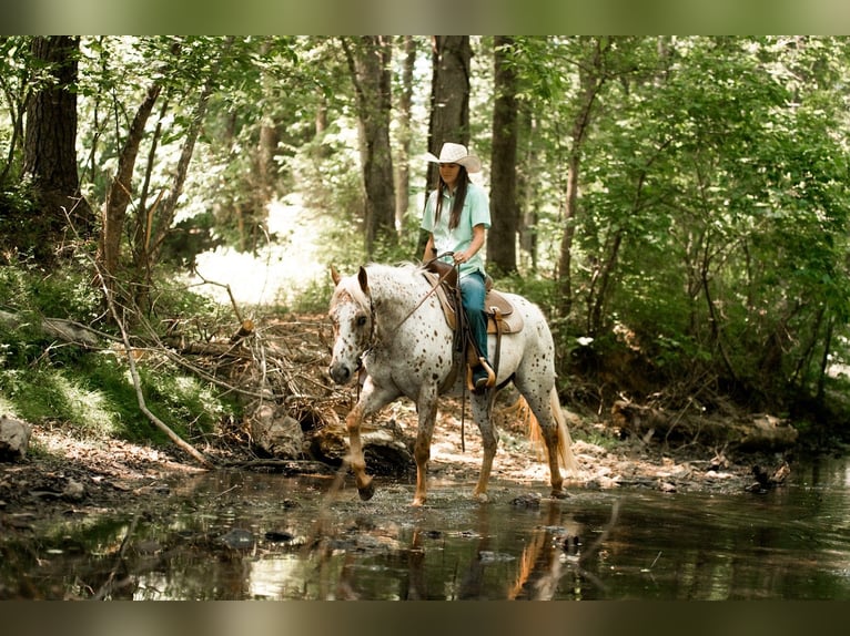Pony of the Americas Stute 6 Jahre Dunkelfuchs in Pittsboro