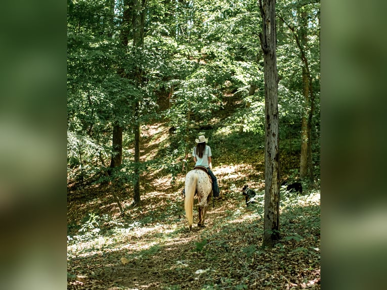 Pony of the Americas Stute 6 Jahre Dunkelfuchs in Pittsboro