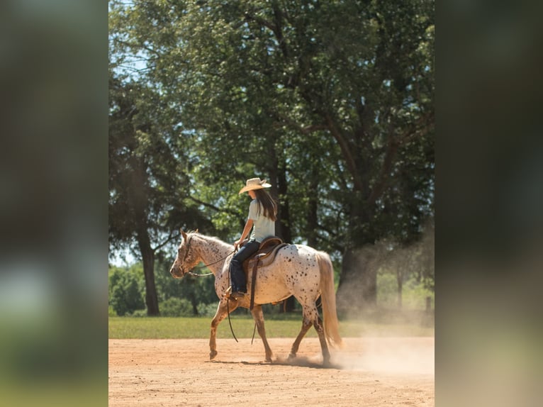 Pony of the Americas Stute 6 Jahre Dunkelfuchs in Pittsboro