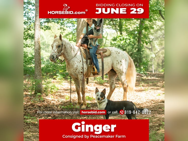 Pony of the Americas Stute 6 Jahre Dunkelfuchs in Pittsboro