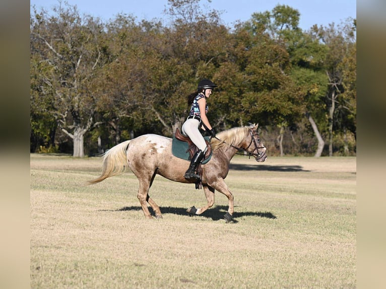 Pony of the Americas Stute 7 Jahre 142 cm Palomino in Forney