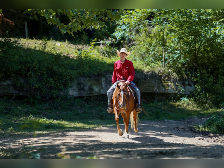 Pony of the Americas Stute 7 Jahre 142 cm Rotfuchs in Somerset