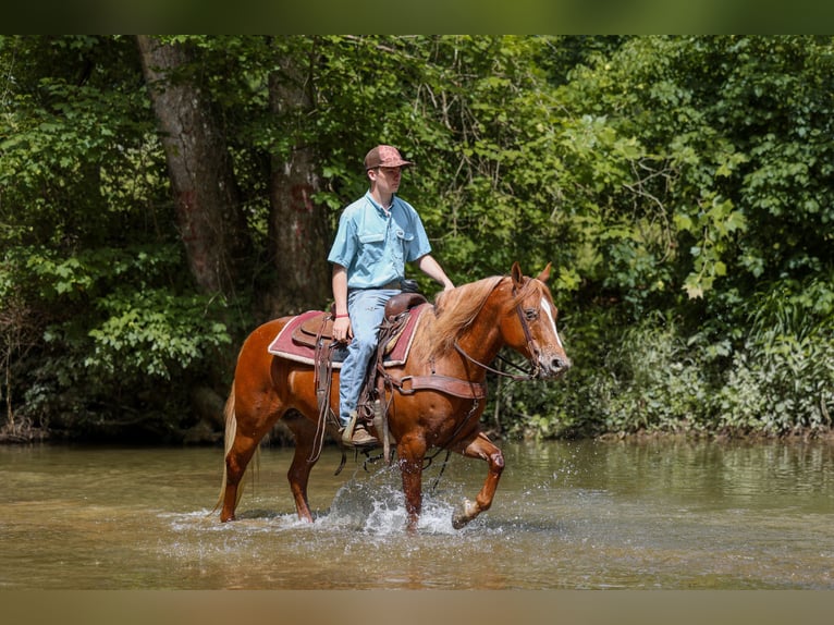 Pony of the Americas Stute 7 Jahre 142 cm Rotfuchs in Somerset