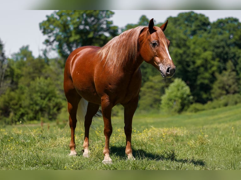 Pony of the Americas Stute 7 Jahre 142 cm Rotfuchs in Somerset