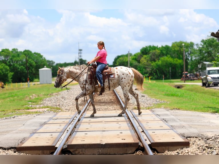 Pony of the Americas Stute 7 Jahre  in Talty, TX