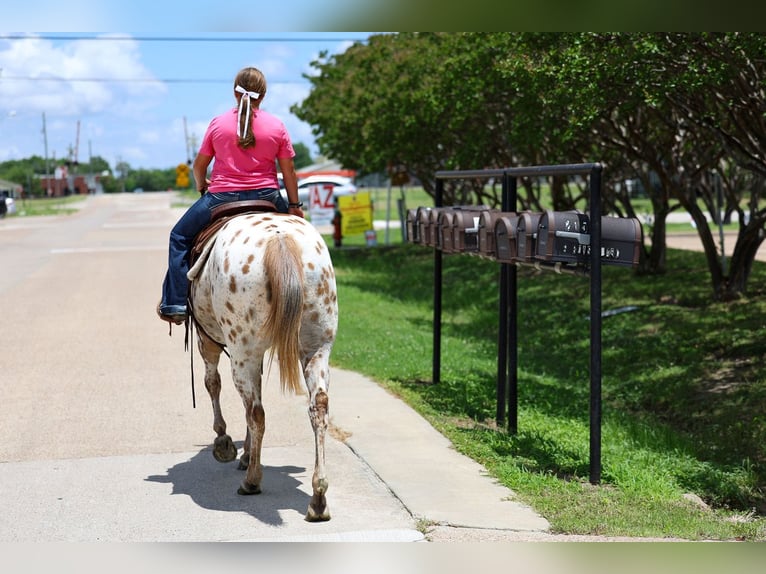 Pony of the Americas Stute 7 Jahre  in Talty, TX