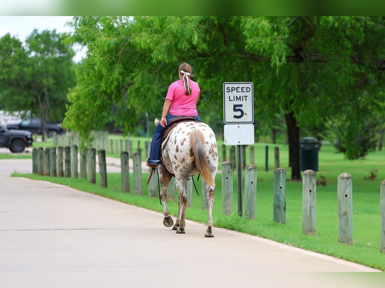 Pony of the Americas Stute 7 Jahre  in Talty, TX