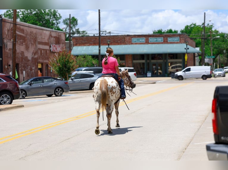 Pony of the Americas Stute 7 Jahre  in Talty, TX