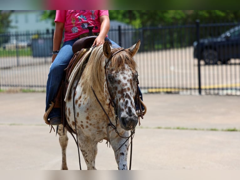 Pony of the Americas Stute 7 Jahre  in Talty, TX