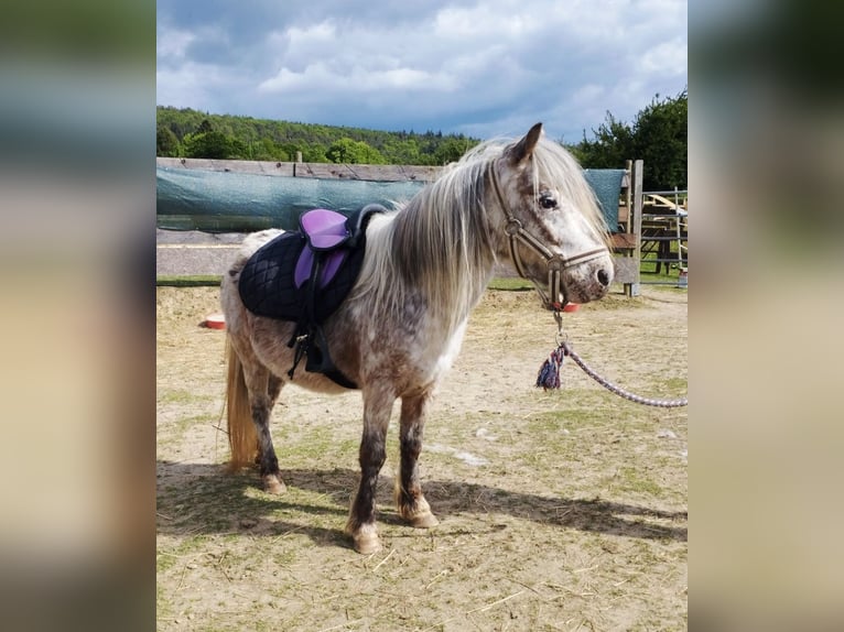 Pony of the Americas Stute 8 Jahre 100 cm Tigerschecke in Wald-Michelbach